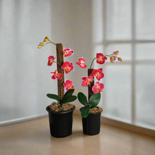 Load image into Gallery viewer, Toilet plunger and Scrub Brush Orchid Potty Plants Containers
