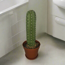 Load image into Gallery viewer, Cactus Cover for Toilet Bowl Scrub Brush Bathroom Container Southwest Cowboy Succulent Decoration