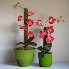 Load image into Gallery viewer, Toilet plunger and Scrub Brush Orchid Potty Plants Containers