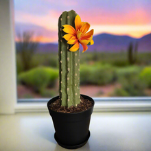 Load image into Gallery viewer, Cactus Cover for Toilet Bowl Scrub Brush Bathroom Container Southwest Cowboy Succulent Decoration