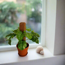 Load image into Gallery viewer, Monstera Plant Cover for Toilet Scrub Brush POTTY PLANTS Bowl Brush Cover Monstera Bathroom Decor Container