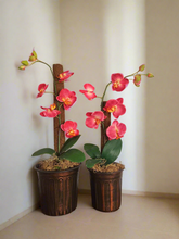 Load image into Gallery viewer, Toilet plunger and Scrub Brush Orchid Potty Plants Containers