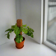 Load image into Gallery viewer, Monstera Plant Cover for Toilet Scrub Brush POTTY PLANTS Bowl Brush Cover Monstera Bathroom Decor Container