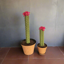 Load image into Gallery viewer, Southwest Bathroom Decor Toilet plunger and bowl scrub brush containers caddy cactus Saguaro