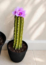 Load image into Gallery viewer, Toilet Brush Holder Cactus Blossom Container Caddy for Bowl Brush Southwest Decor Bathroom Succulent