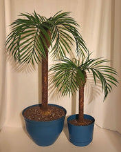 Load image into Gallery viewer, Potty Plants® Palm Trees
