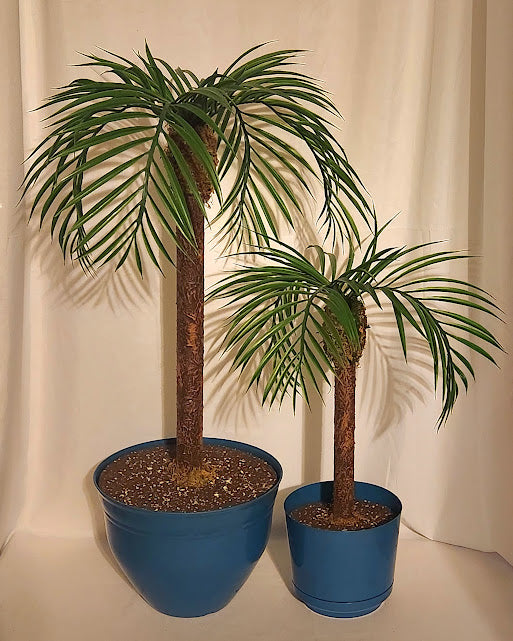 Potty Plants® Palm Trees
