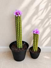 Load image into Gallery viewer, Toilet plunger and bowl scrub brush containers Southwest Bathroom Decor Cactus Saguaro