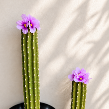 Load image into Gallery viewer, Toilet plunger and bowl scrub brush containers Southwest Bathroom Decor Cactus Saguaro