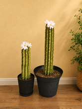 Load image into Gallery viewer, Toilet plunger and bowl scrub brush containers Southwest Bathroom Decor Cactus Saguaro
