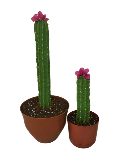 Potty Plants® Cactus set