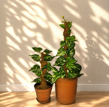 Load image into Gallery viewer, Pothos Potty Plants®️ toilet plunger and scrub brush containers