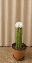 Load image into Gallery viewer, Cactus Cover for Toilet Bowl Scrub Brush Bathroom Container Southwest Cowboy Succulent Decoration