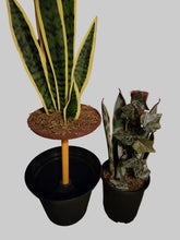 Load image into Gallery viewer, Snake plant decorative containers for toilet plunger and scrub brush