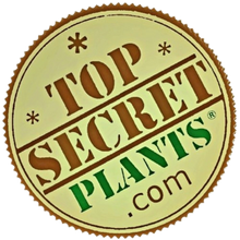 Load image into Gallery viewer, Hide valuables keys coins jewelry candy flash drive SD card memory stick office supplies prickly pear cactus Southwest decoration
