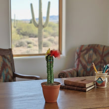 Load image into Gallery viewer, SaguarHOE Fun Cactus Container Sewing Pin Cushion Candy Dish Desk Decor
