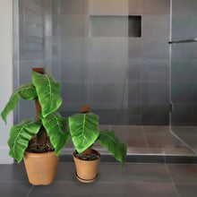 Load image into Gallery viewer, Philodendron Toilet Plunger Scrub Brush Cover Containers Leafy POTTY PLANTS Bathroom Decor
