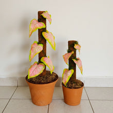 Load image into Gallery viewer, Toilet Plunger cover caddy brush cover Pink Caladium POTTY PLANTS Bathroom Decor
