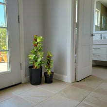 Load image into Gallery viewer, Hide Toilet Plunger and Scrub Brush Bathroom Decor Cover Container Variegated Pothos POTTY PLANTS

