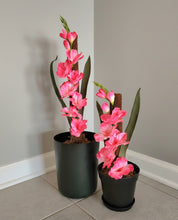 Load image into Gallery viewer, Toilet Plunger &amp; Scrub Brush Containers Pink Gladiola Iris Sword Lily Flowers POTTY PLANTS
