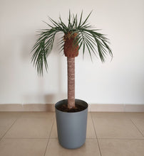 Load image into Gallery viewer, Palm tree tropical island bathroom toilet plunger cover beach decoration
