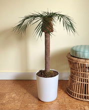 Load image into Gallery viewer, Palm tree tropical island bathroom toilet plunger cover beach decoration
