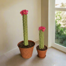 Load image into Gallery viewer, Southwest Bathroom Decor Toilet plunger and bowl scrub brush containers caddy cactus Saguaro
