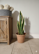 Load image into Gallery viewer, Toilet Snake Plant Plunger Cover Container Caddy Bathroom Decor

