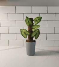 Load image into Gallery viewer, Kitchen Dishes Sponge Scrubber Container Looks Like Arrowhead Plant
