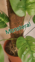 Load image into Gallery viewer, Cover for Toilet Scrub Brush POTTY PLANTS Bowl Brush Cover Monstera Bathroom Decor Container
