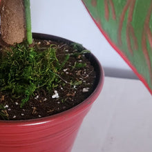 Load image into Gallery viewer, Red Fittonia Nerve Plant Stash Pot TOP SECRET PLANTS Hide Keys Candy Money Valuables Hidden Compartment
