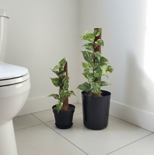 Load image into Gallery viewer, Hide Toilet Plunger and Scrub Brush Bathroom Decor Cover Container Variegated Pothos POTTY PLANTS
