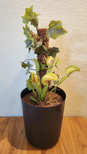 Load image into Gallery viewer, Artificial Venus Flytrap | Decorative Flyswatter Holder | Carnivorous Plant Décor
