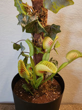 Load image into Gallery viewer, Artificial Venus Flytrap | Decorative Flyswatter Holder | Carnivorous Plant Décor
