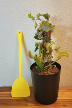 Load image into Gallery viewer, Artificial Venus Flytrap | Decorative Flyswatter Holder | Carnivorous Plant Décor
