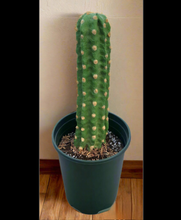 Load image into Gallery viewer, Saguaro Cactus cover hide toilet bowl scrub brush Potty Plants
