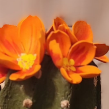 Load image into Gallery viewer, Cactus safe stash hide key organize hidden compartment decorative container
