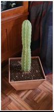 Load image into Gallery viewer, Hidden storage cactus container organize sewing knitting craft kit ammo box conceal carry and hide valuables
