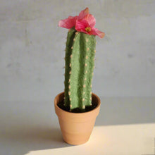 Load image into Gallery viewer, Desk Decor Hides Pen Highlighter Sharpie Nail File Envelope Letter Opener Keys Office Organization Secret Succulent Cactus
