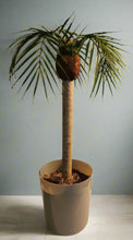 Load image into Gallery viewer, Palm tree tropical island bathroom toilet plunger cover beach decoration
