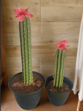 Load image into Gallery viewer, Covers for Toilet plunger and bowl scrub brush Saguaro containers caddy look like cactus

