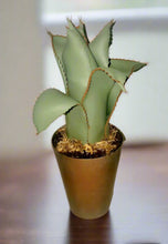 Load image into Gallery viewer, SuccuLINT™ Lint Roller Container
