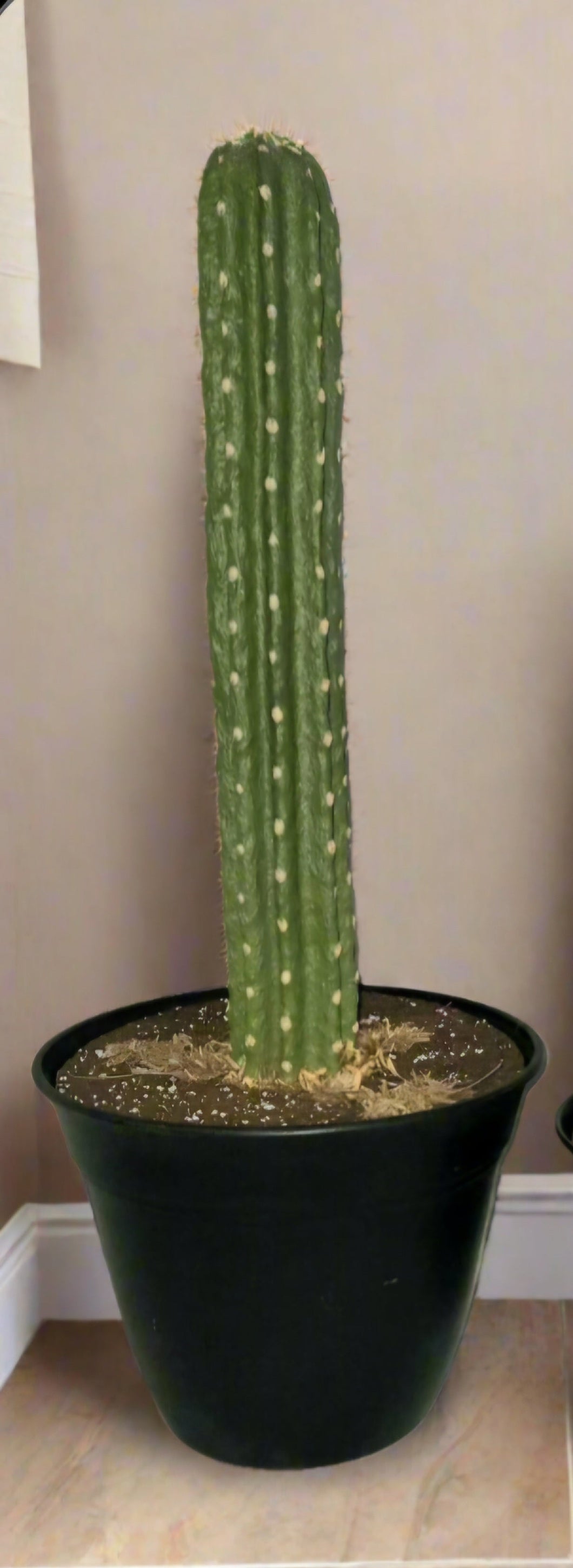 Cactus Plunger Cover Southwest Bathroom Decor Succulent Saguaro
