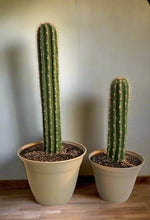 Load image into Gallery viewer, Covers for Toilet plunger and bowl scrub brush Saguaro containers caddy look like cactus
