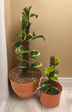 Load image into Gallery viewer, Hide Toilet Plunger and Scrub Brush Bathroom Decor Cover Container Variegated  POTTY PLANTS
