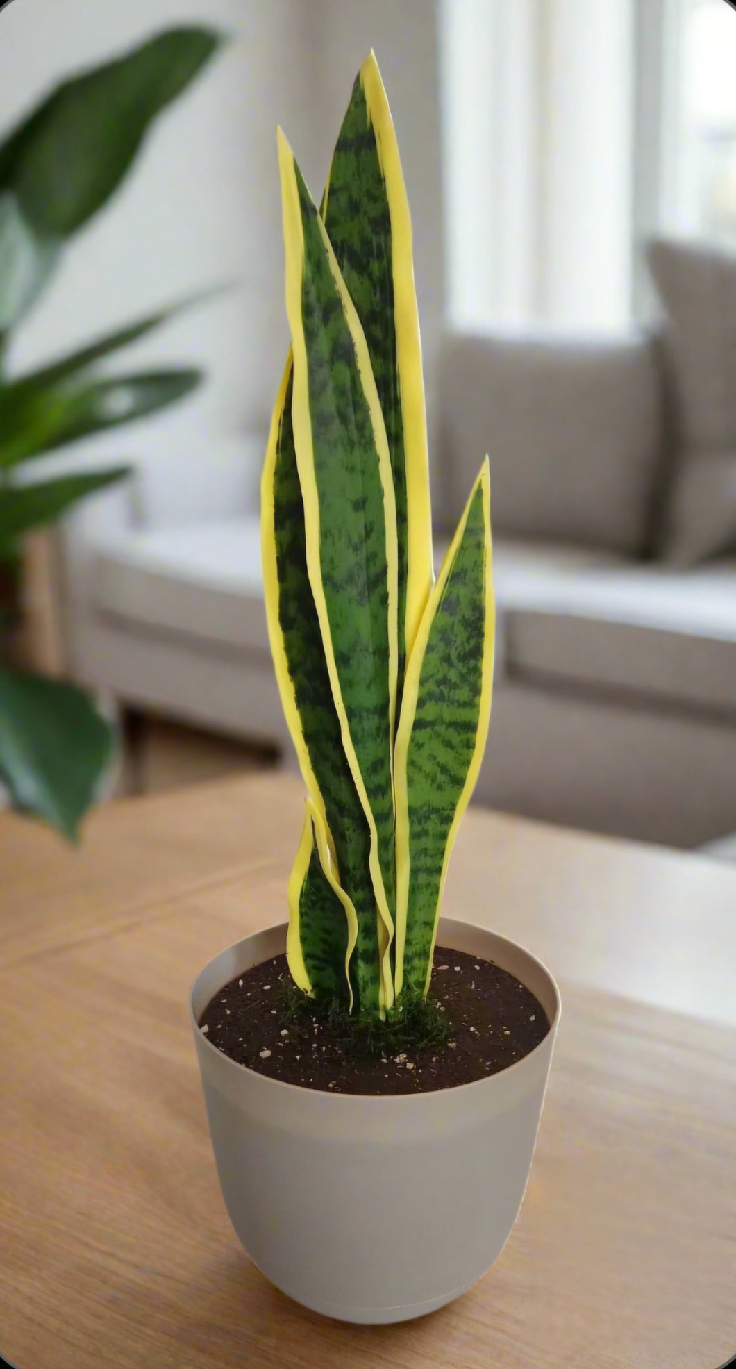 Hidden Storage Snake Plant Work Desk Organizer Home Office Security Hide Keys Wallet Cell Phone Charging Cords Medication Passwords