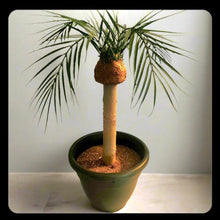Load image into Gallery viewer, Cover for Toilet Scrub Brush Tropical Island Bathroom Beach Palm Tree Decor Potty Plants
