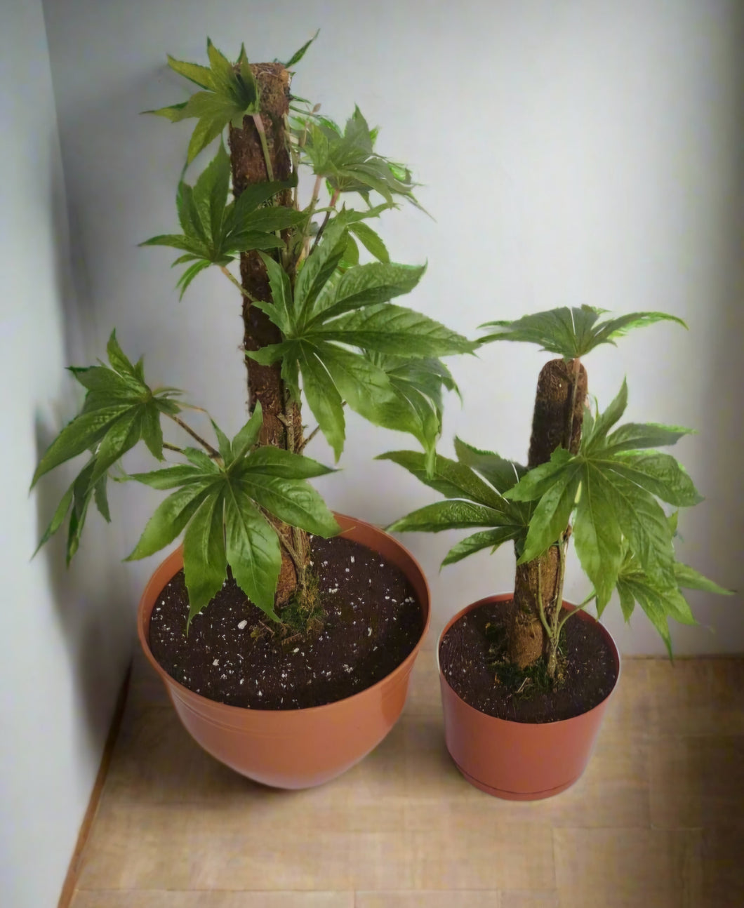 Cannabis Inspired Decorative Covers for Toilet Plungers & Bowl Brushes Fake Marijuana Pot Plant Home Decor