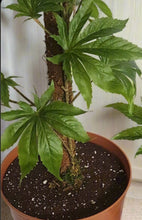 Load image into Gallery viewer, Cannabis Inspired Decorative Covers for Toilet Plungers &amp; Bowl Brushes Fake Marijuana Pot Plant Home Decor
