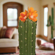 Load image into Gallery viewer, Hide valuables remote controls organize cell phone accessories charging cords office supplies top secret cactus decor succulents
